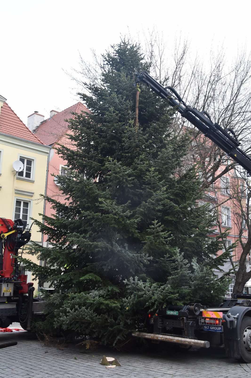 choinka2 Świąteczna choinka na deptaku