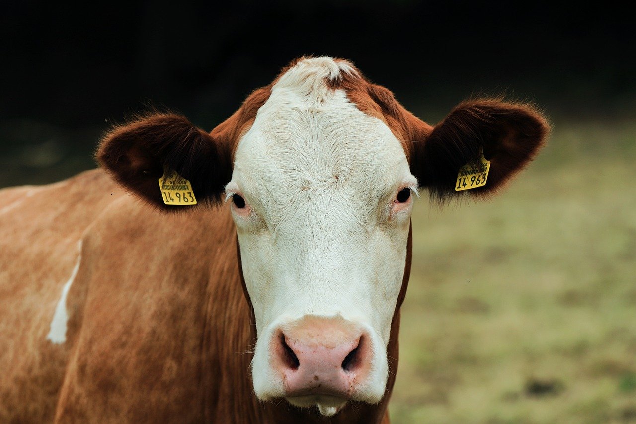 dairy-cattle-9018750_1280 Fot. Pixabay