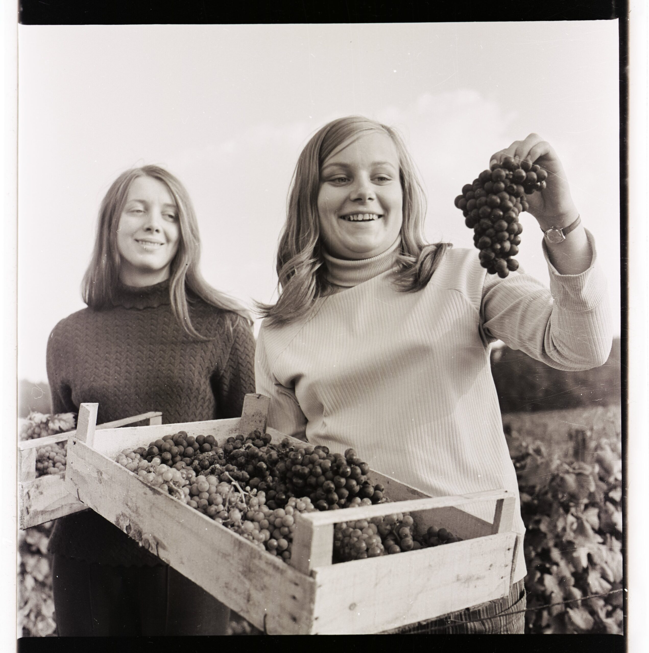 09-WIN dziewczyny Podczas winobrania w 1966 r. z winnicy należącej do Lubuskiej Wytwórni Win zebrano 16 ton winogron. Pozyskane z nich wino posłużyło jako surowiec do innych trunków. Zdjęcie z lat 60. XX w.