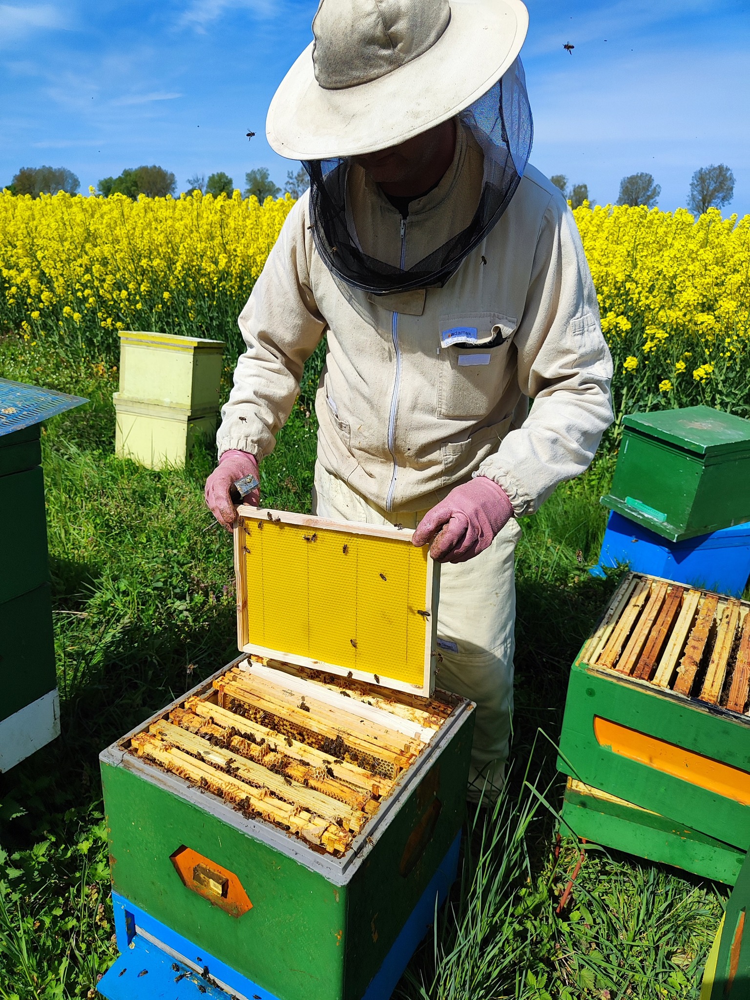 02-pszczola Laudaccy zaczynają sezon na dobre w końcówce marca, sposobiąc się do pierwszego pożytku. Gdy pogoda pozwala, stawiają ule najpierw w sąsiedztwie pól rzepaku.