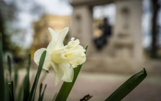 Kwiaty to znak, że miasto żyje. Że ktoś o nie dba. W Zielonej Górze wiosną zakwitną m.in. „cebulowe” narcyzy, żonkile, krokusy, szafirki, czosnki ozdobne.